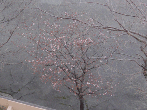 c0095679_15593499.gif
