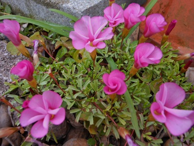 b0096584_15425570.jpg