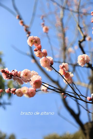 向島百花園_c0212987_196365.jpg