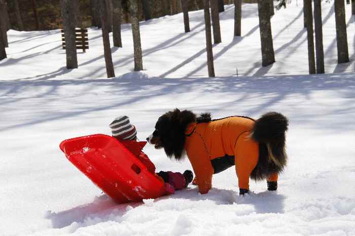 子供と犬の雪遊び　_b0158390_19234421.jpg