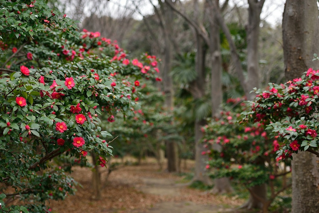 花道_d0288500_07071942.jpg