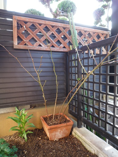 e0234004_20142531.jpg