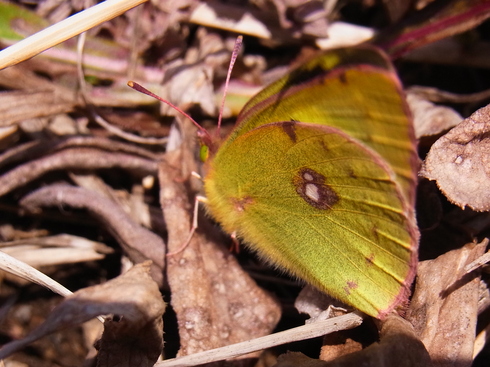 埼玉中部　       　　　　 モンキチョウ２頭2015/02/21①_d0251807_144889.jpg