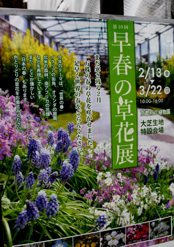 早春の草花展　植物園_e0048413_17533920.jpg