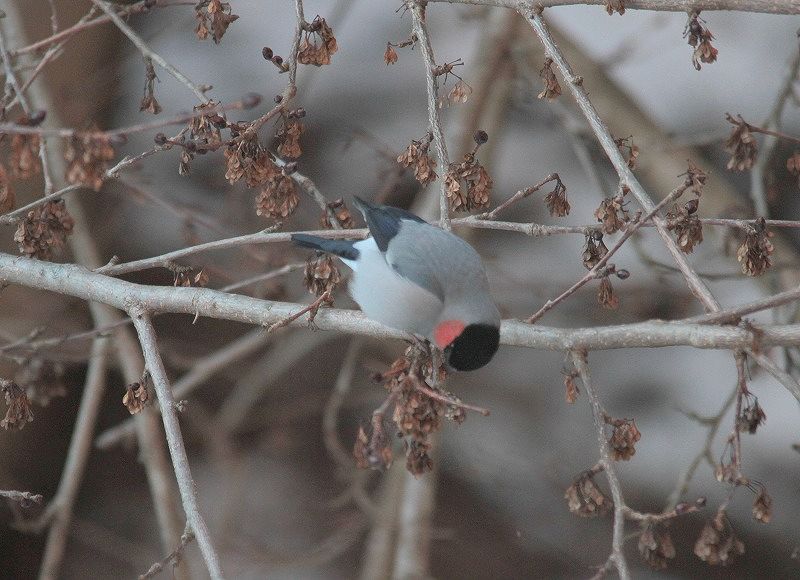 宮ケ瀬 その他の鳥さん_f0100825_22443139.jpg