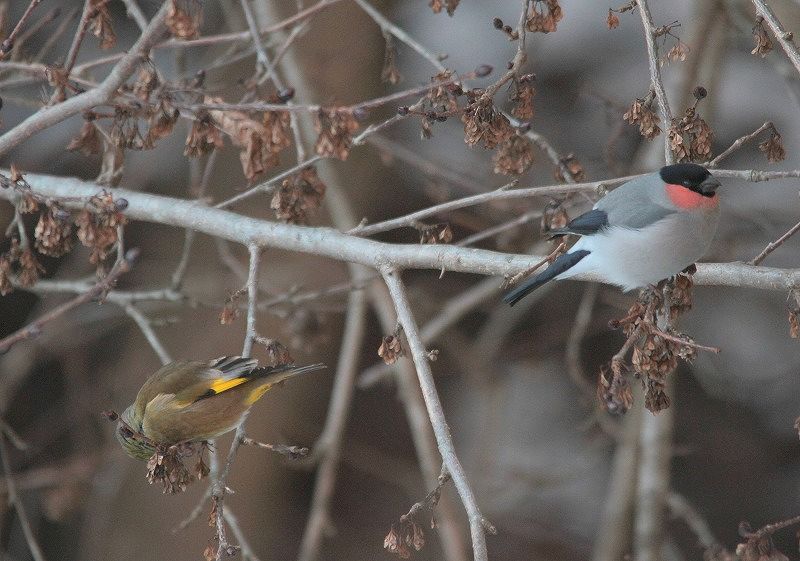 宮ケ瀬　その他の鳥さん_f0100825_22445248.jpg