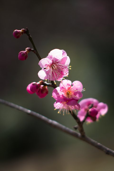 2015年2月23日　雨のち晴れの梅林にて_b0134829_21273891.jpg