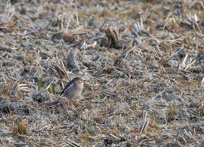 ギンムクドリ、飛翔シーン_b0242140_18573866.jpg