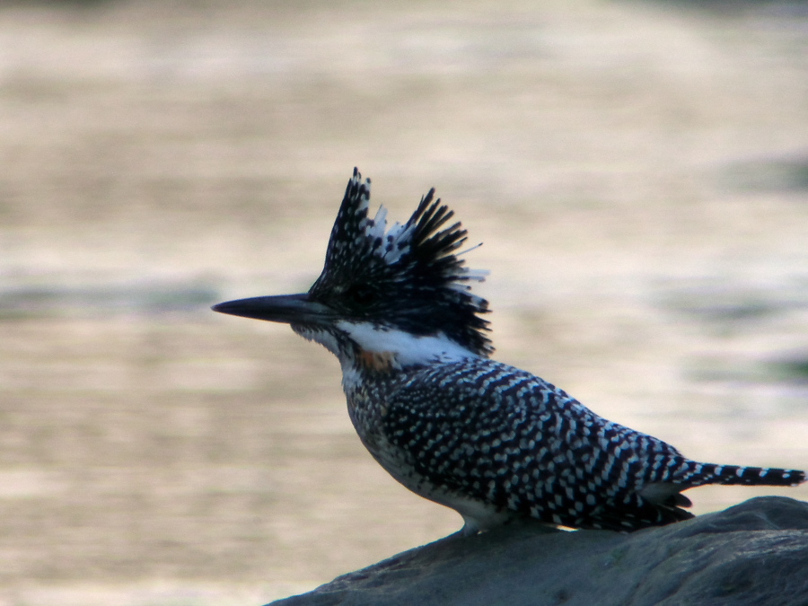 b0109942_6535970.jpg