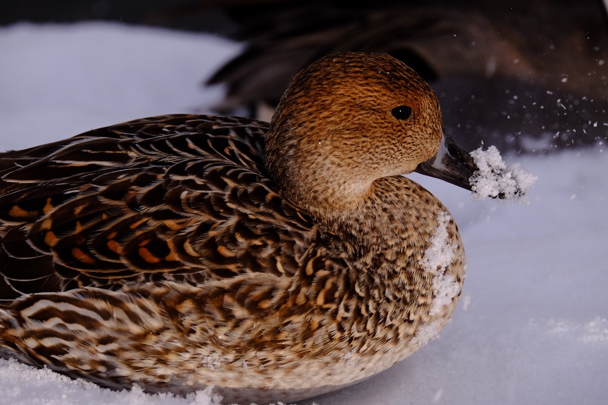 安曇野　白鳥　2015_b0141043_20551954.jpg