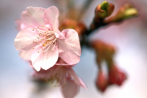 松田山の河津桜は、まだ “はしり”_a0120949_11241889.jpg
