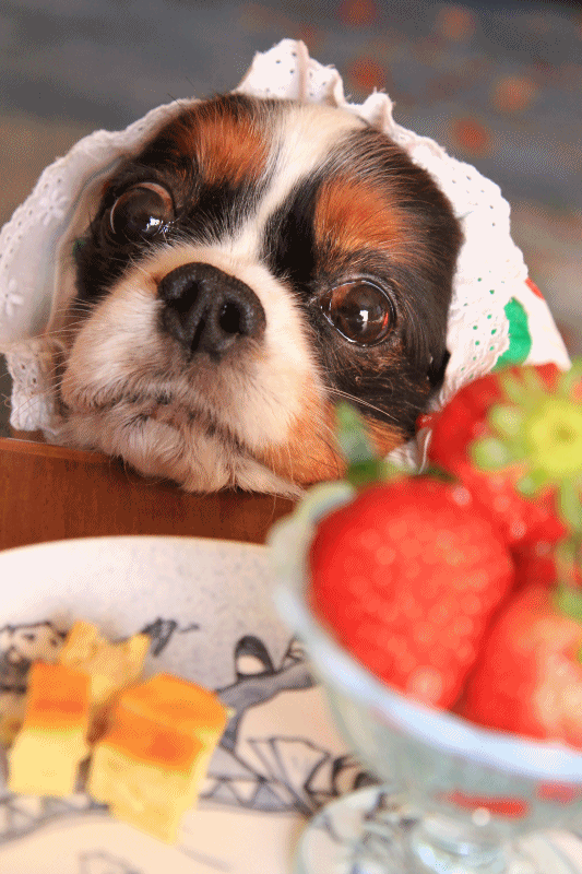 いちごBaby* !?_c0145250_12271343.gif