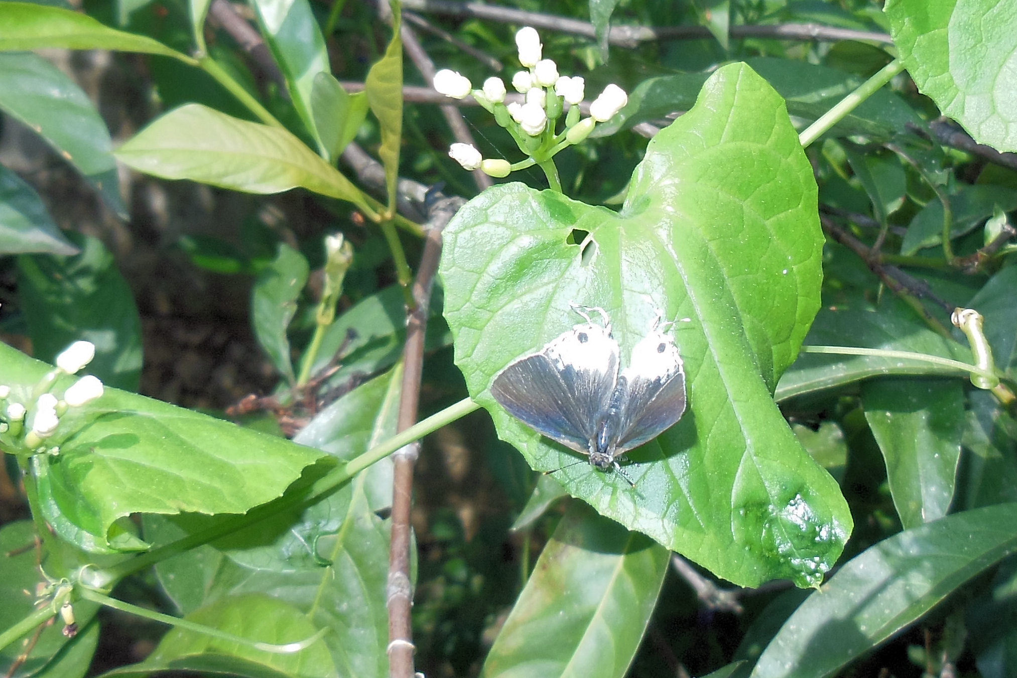 インドネシア バリ島の蝶 Bali Indonesia Butterfly Dragonfly