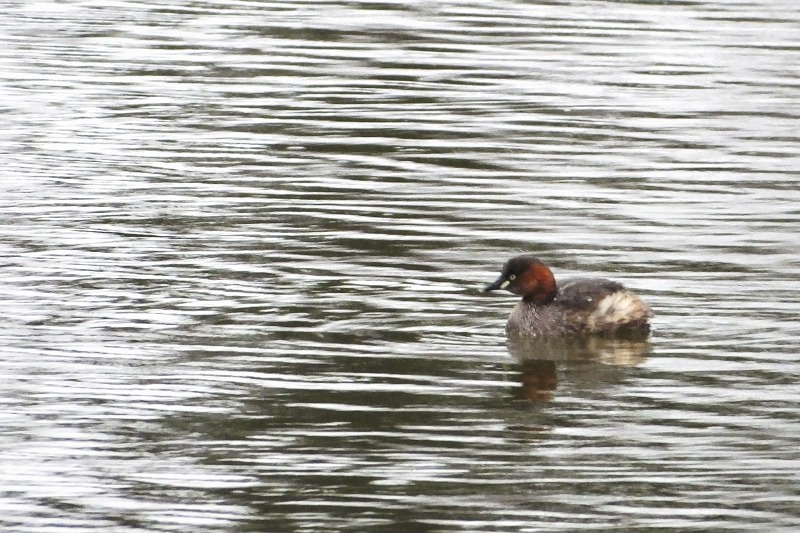 梅の様子は？　（袖ケ浦公園）_b0236251_1626559.jpg