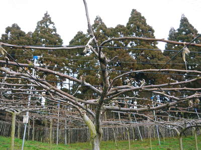 熊本梨 本藤果樹園 熊本限定栽培品種『秋麗(しゅうれい)』の販売に向けて剪定と誘引作業完了_a0254656_172998.jpg