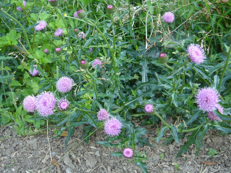 ＥＭ活性液の投入調査　　in　　うみべの森_c0108460_13333362.jpg