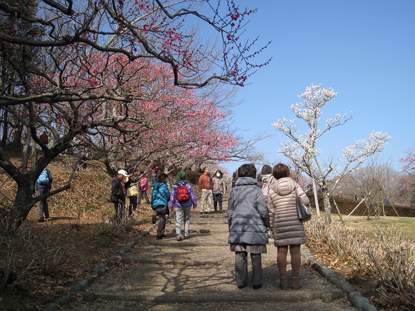 岩本山の梅_d0164761_821475.jpg