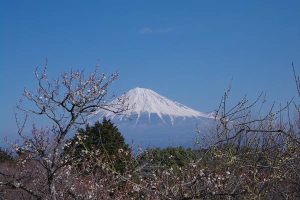 岩本山の梅_d0164761_827186.jpg