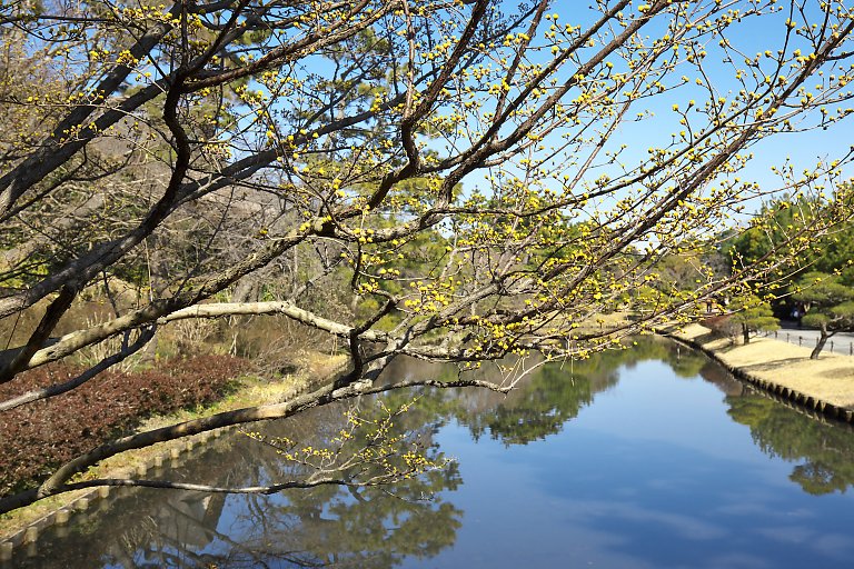 横浜　三渓園（２月１９日）_c0057265_2474522.jpg