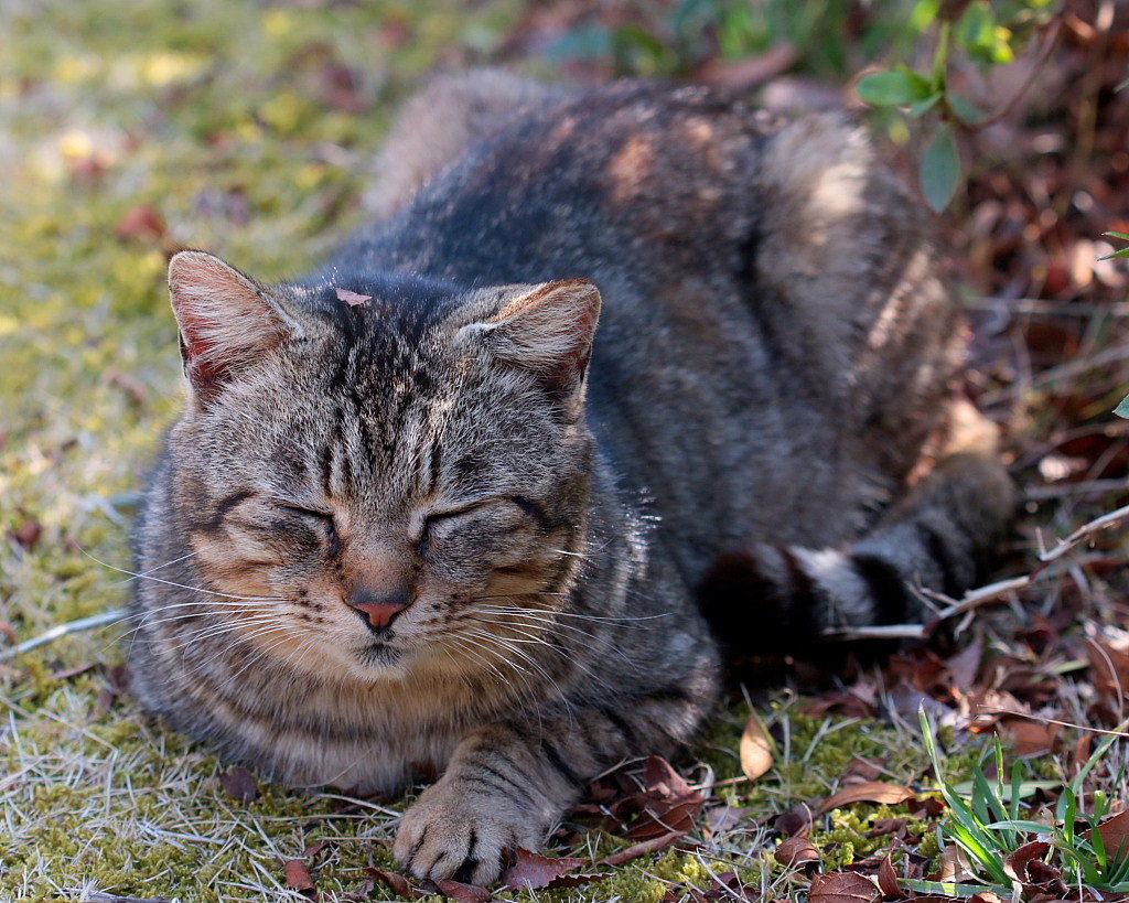 ねこだらけ_c0305565_18023426.jpg