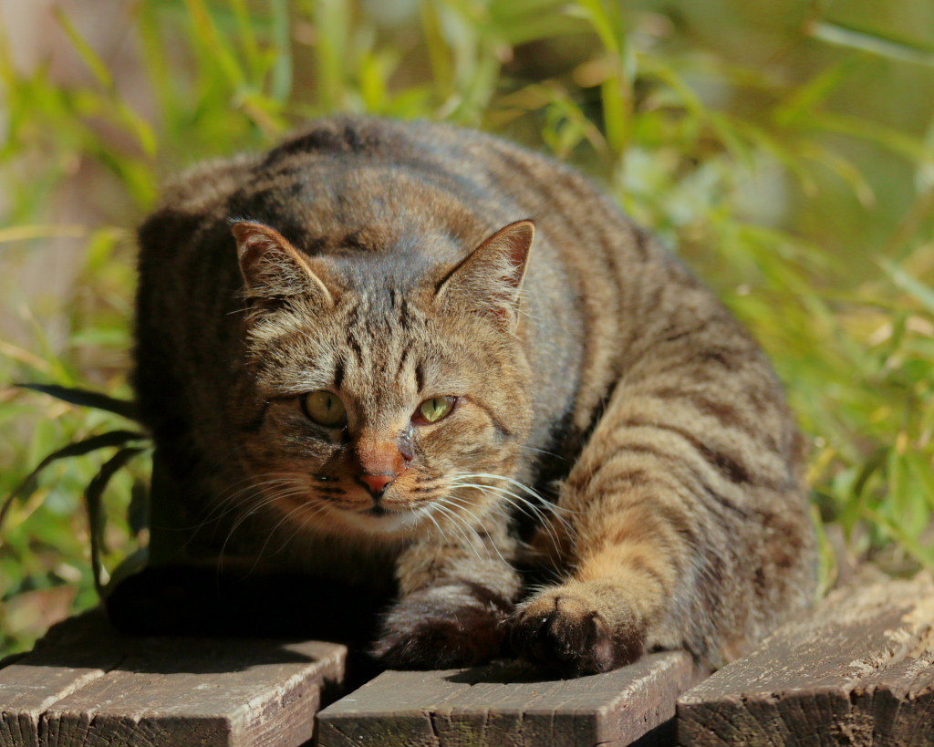 ねこだらけ_c0305565_18030074.jpg