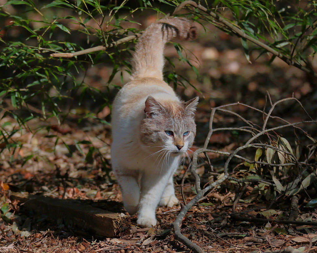 ねこだらけ_c0305565_18033561.jpg
