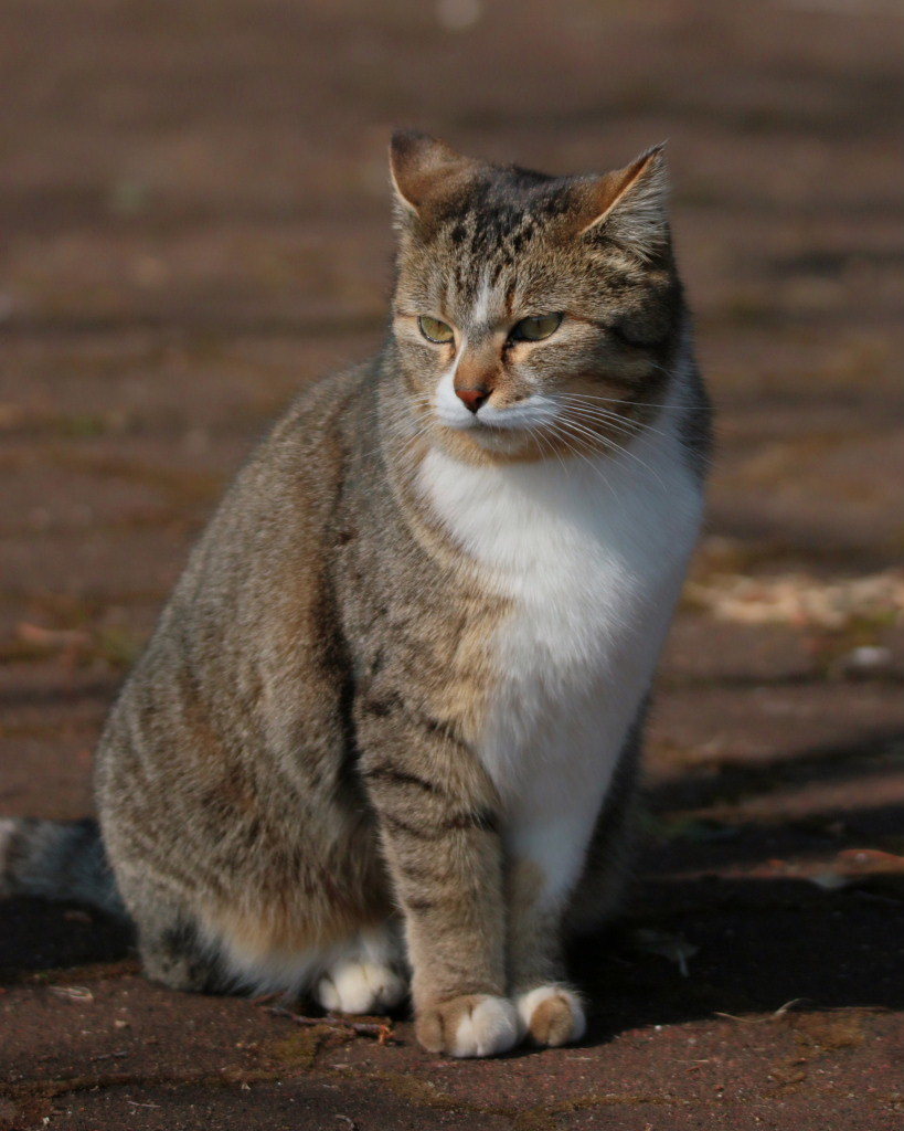 ねこだらけ_c0305565_18040211.jpg