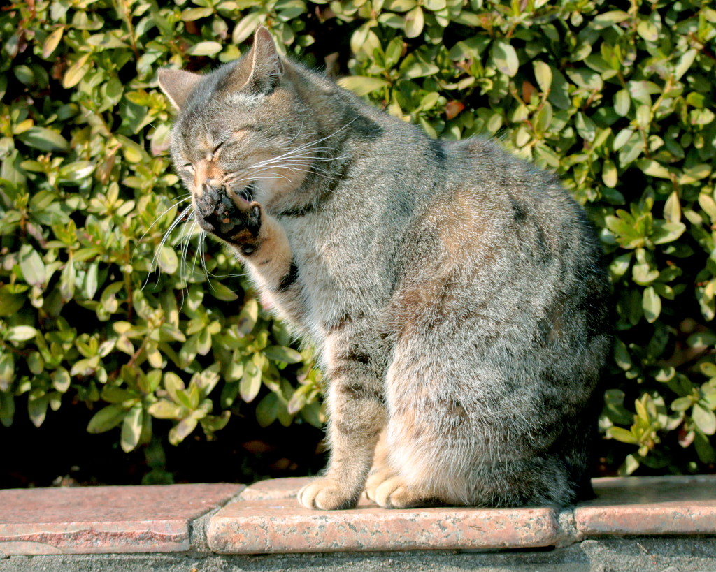 ねこだらけ_c0305565_18043201.jpg