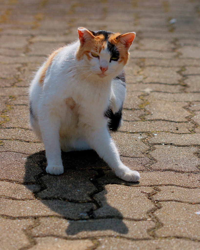 ねこだらけ_c0305565_18045014.jpg