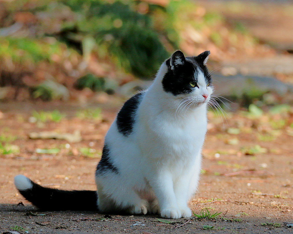 ねこだらけ_c0305565_18051870.jpg