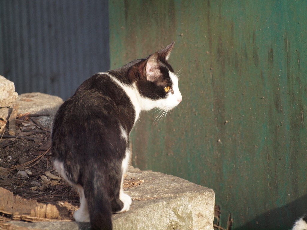 『今日は猫の日(2.22ニャン・ニャンニャン)なので・・・』_d0054276_20215029.jpg