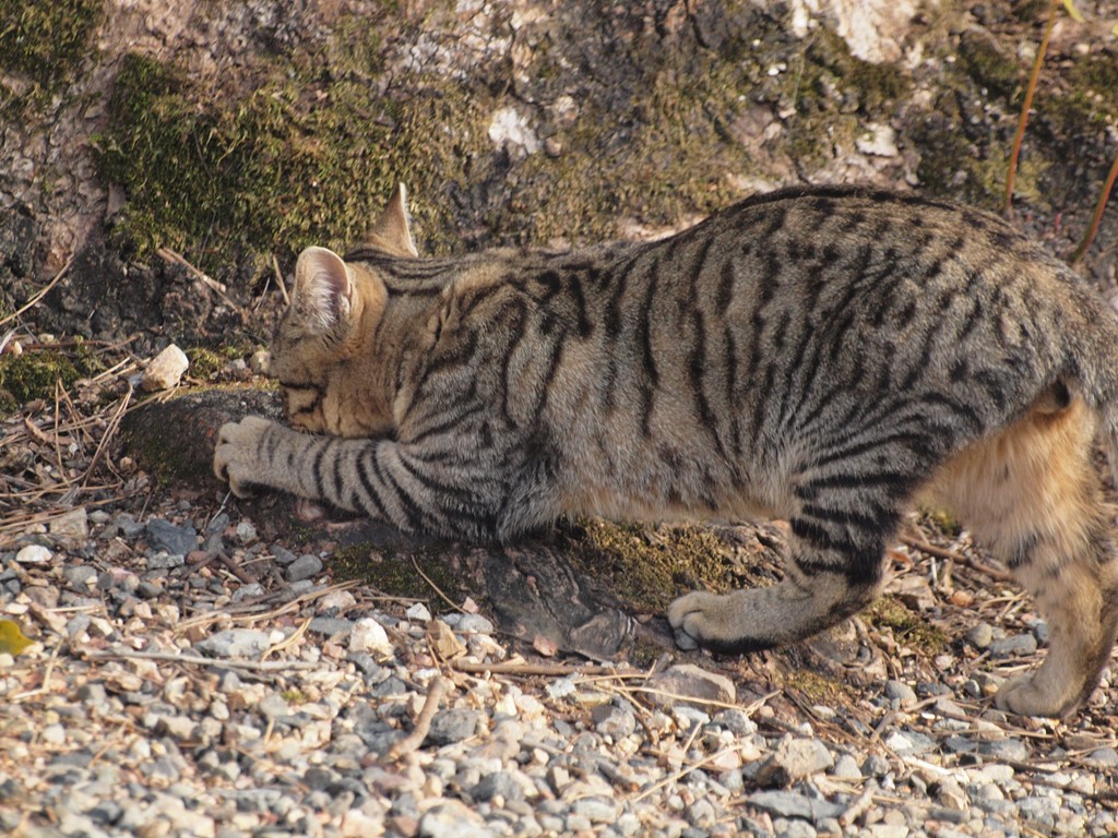 『今日は猫の日(2.22ニャン・ニャンニャン)なので・・・』_d0054276_20221319.jpg