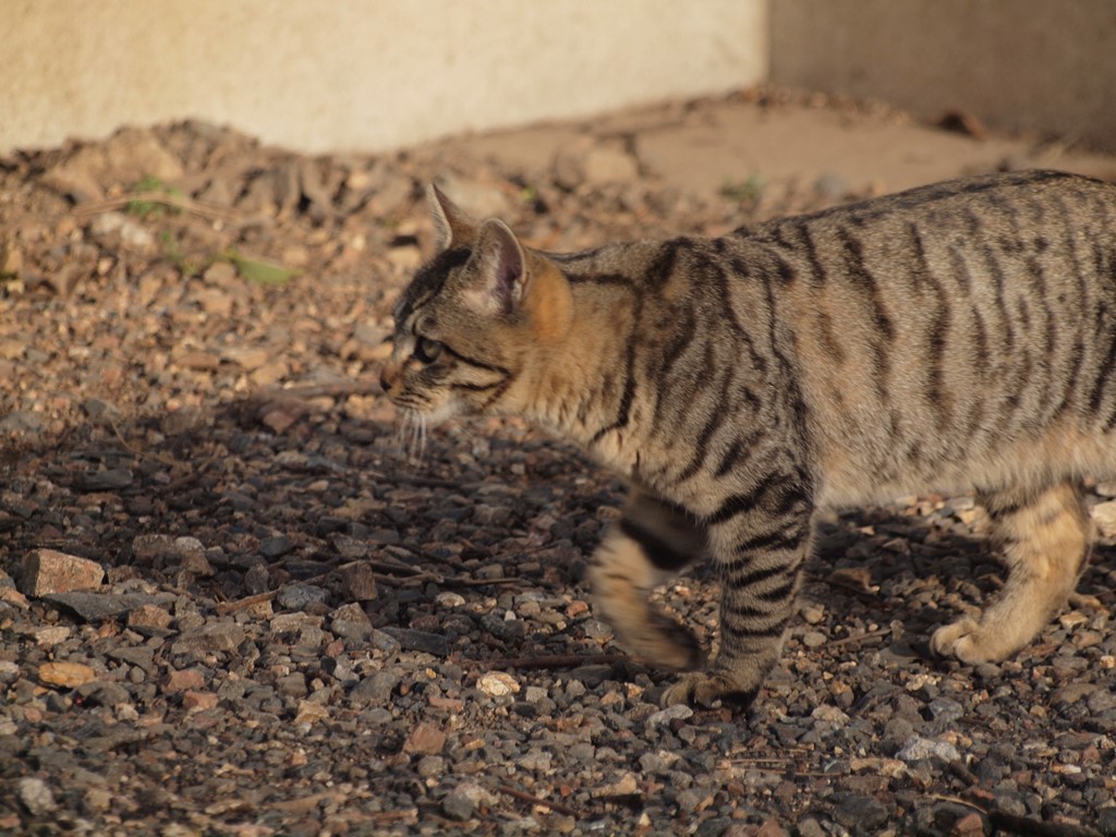 『今日は猫の日(2.22ニャン・ニャンニャン)なので・・・』_d0054276_2022154.jpg