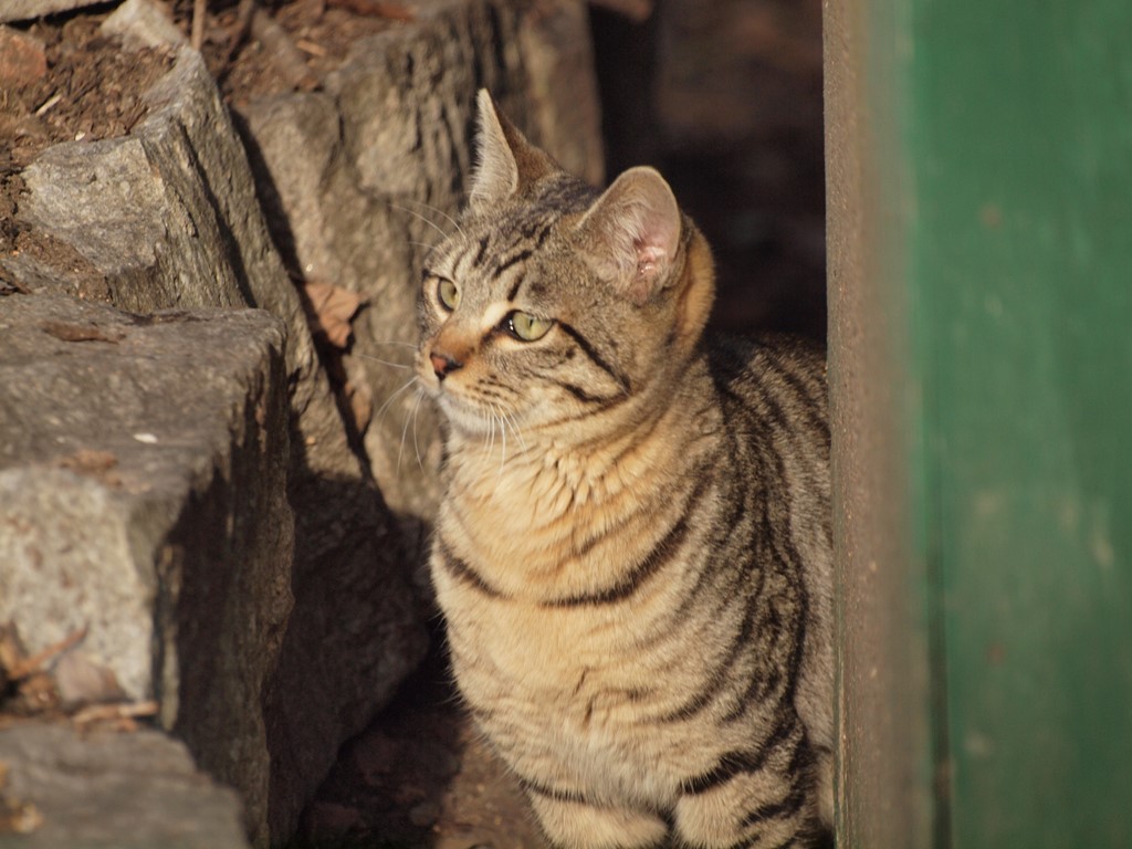 『今日は猫の日(2.22ニャン・ニャンニャン)なので・・・』_d0054276_2023160.jpg