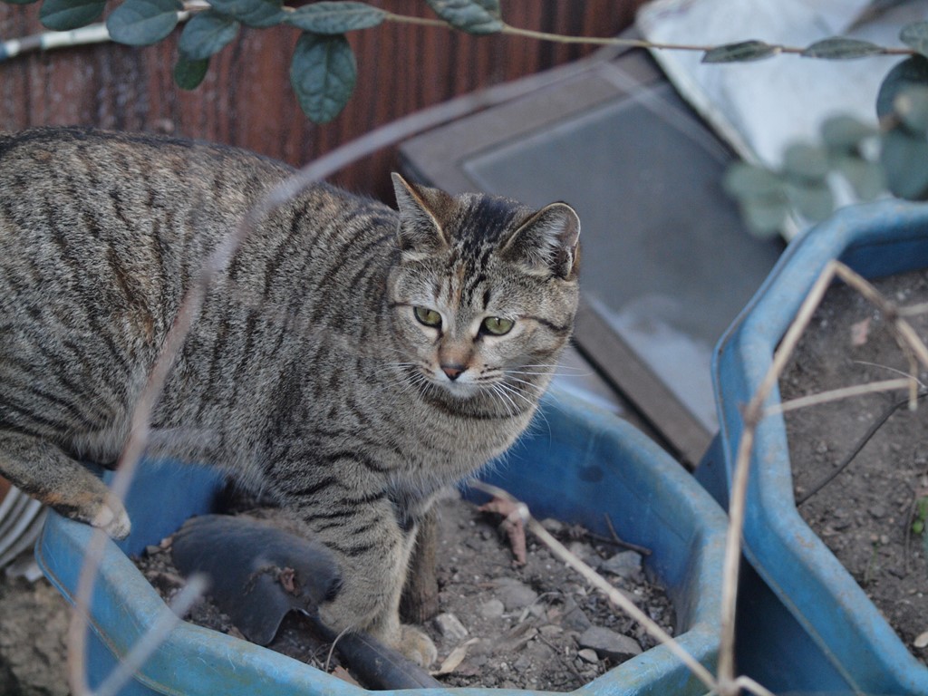 『今日は猫の日(2.22ニャン・ニャンニャン)なので・・・』_d0054276_20232473.jpg