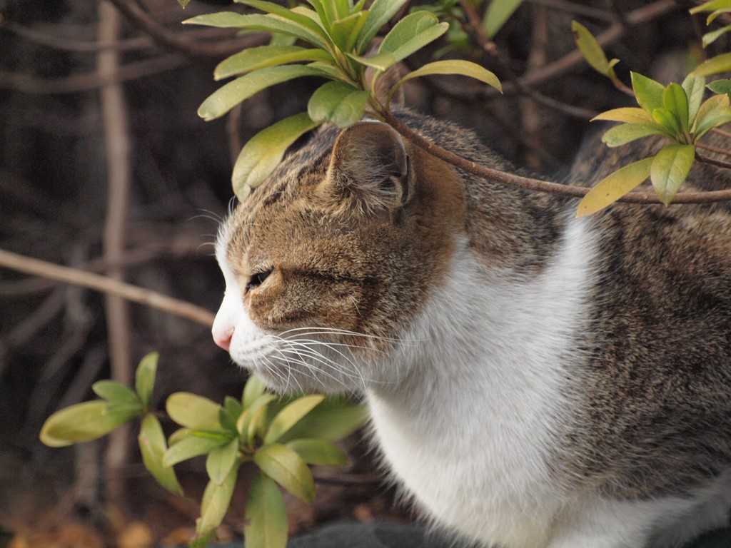 『今日は猫の日(2.22ニャン・ニャンニャン)なので・・・』_d0054276_20234795.jpg