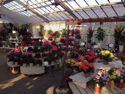 出店者紹介 とうま園芸 あそびの森