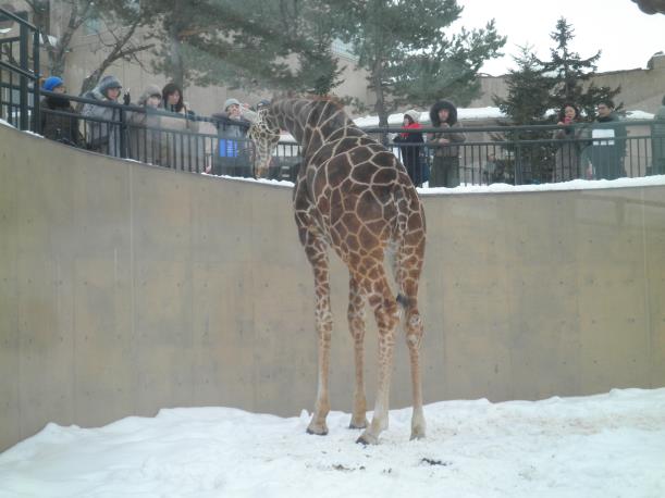 読売バスツアー　オホーツク流氷船と旭山動物園3日間　最終日_c0118393_16204926.jpg