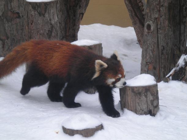 読売バスツアー　オホーツク流氷船と旭山動物園3日間　最終日_c0118393_1633513.jpg