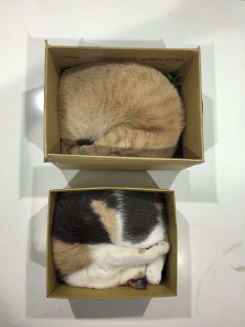 猫の日 2月22日 2015\'s_c0108595_23321825.jpg