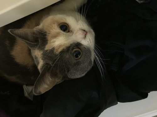 猫の日 2月22日 2015\'s_c0108595_2337562.jpg
