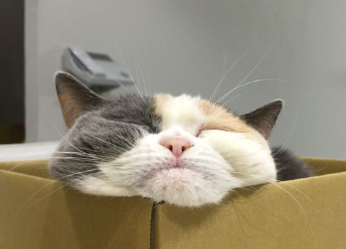 猫の日 2月22日 2015\'s_c0108595_2339388.jpg