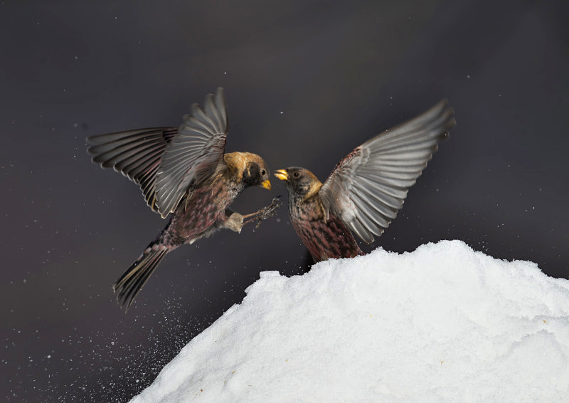 雪に野鳥　５_f0231403_21222712.jpg