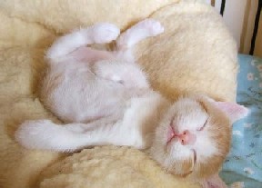 腰がズキズキします_e0097212_10245041.jpg