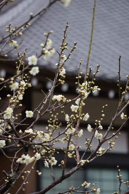 西尾市　幡豆安泰寺の梅編　その２_e0292414_22420466.jpg