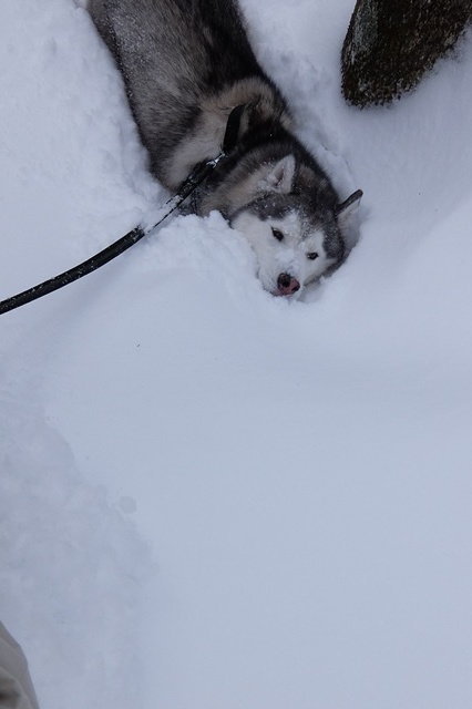 雪合宿2015　-帰りも平湯でとどめのスノトレ_b0207615_23083610.jpg