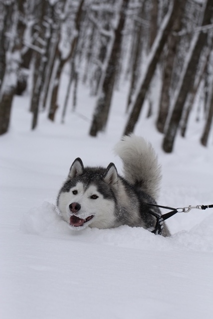 雪合宿2015　-帰りも平湯でとどめのスノトレ_b0207615_23091781.jpg