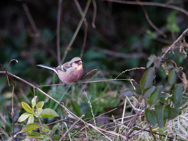 2/21　S公園にて_f0051915_2229364.jpg