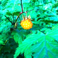 c0356320_04354164.jpg