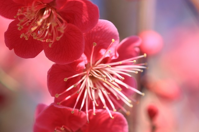 結城神社の梅の花　（その1）_e0321325_1485960.jpg